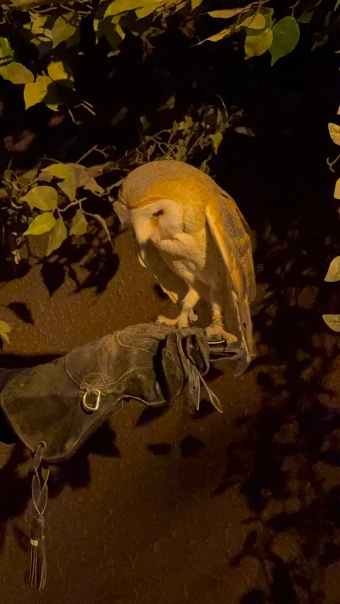 朱利安国王跟会吃同事的鹈鹕、也有夜行馆猫头鹰