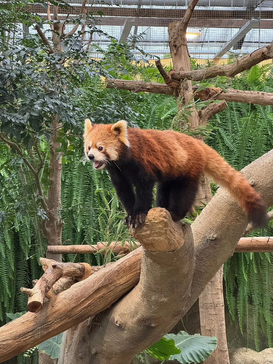 鲸头鹳、兔狲、小熊猫
