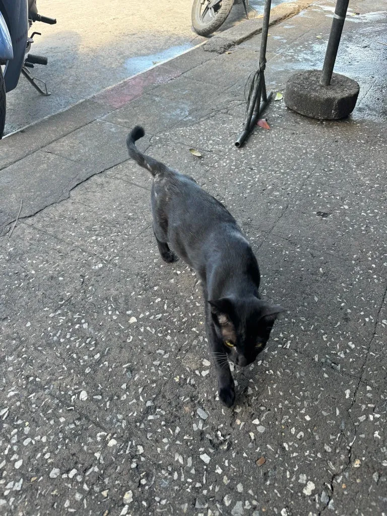 吸猫体质,曼谷很多猫猫,马上来蹭我